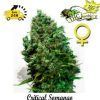 Critical-Somango-375×400