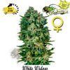 White-Widow-375×400