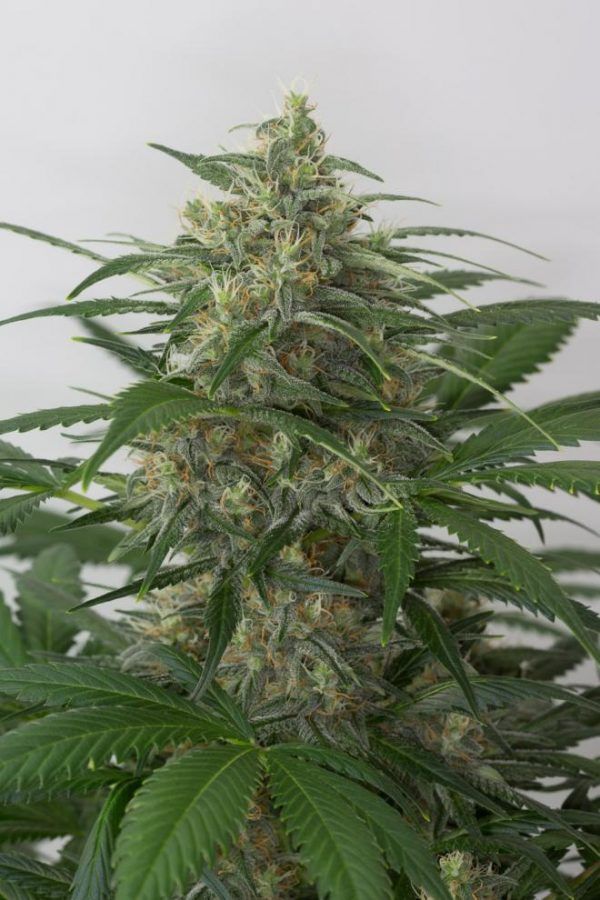 Autodinafem-Moby_Dick_XXL_Autoflowering-01-0098_gallery_full_660x990