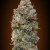 CHOCOLATESKUNK