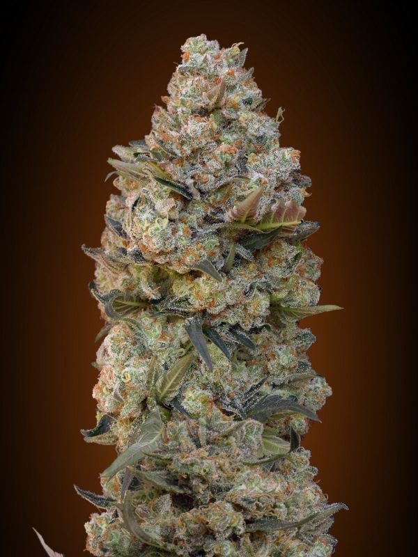 CHOCOLATESKUNK
