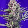 CREAMMANDARINEF1
