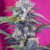 CREAMMANDARINE_AUTO_SWS29