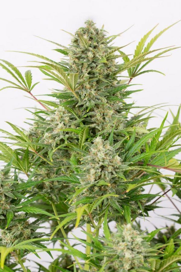 CRITICALCHEESEAUTODINAFEM
