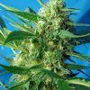 ICE_COOL_AUTO(R)_SWS46