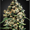 JackHerer