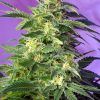 KILLERKUSHAUTOSWS56