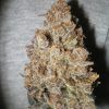 MELONGUM