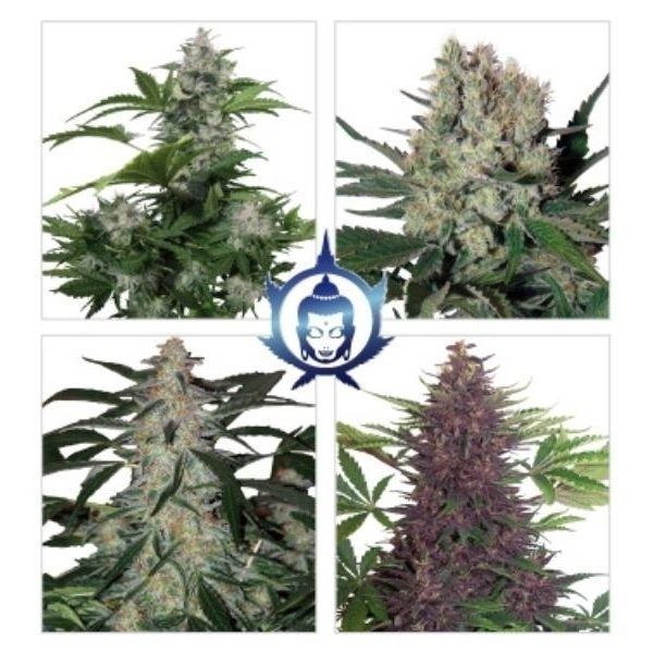assorted-autofloreciente-feminizada