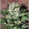 auto-ak-spanish-seeds