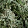 auto-northern-lights-autofloreciente