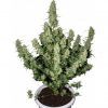buddha-magnum-auto