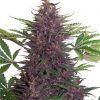 buddha_purple_kush