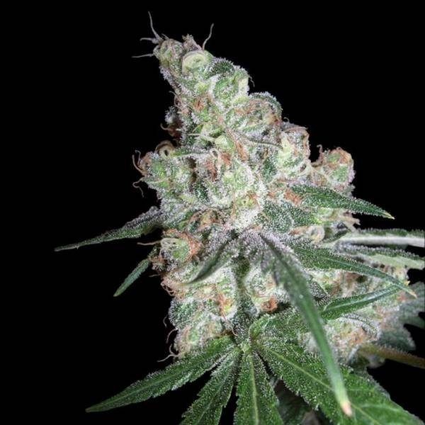 chocolope-feminizada