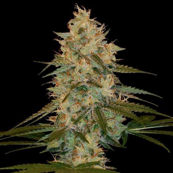chocolope-kush-feminizada