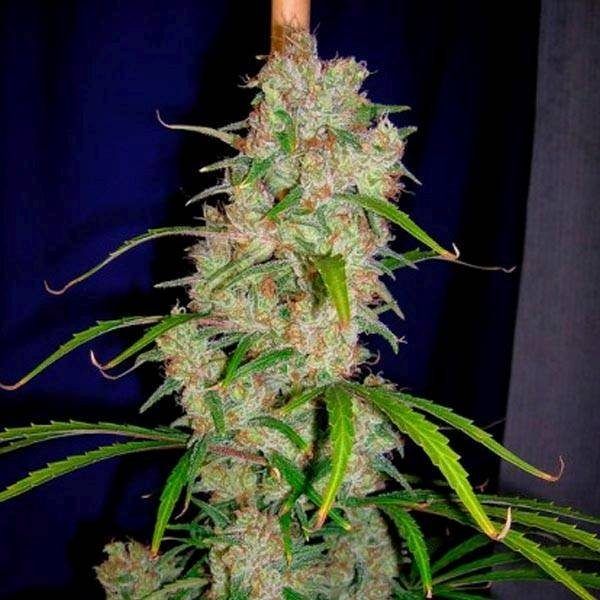 destroyer-feminizada