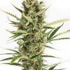 dinafem-amnesia-xxl-auto