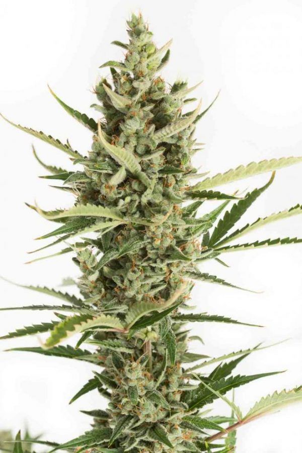 dinafem-amnesia-xxl-auto