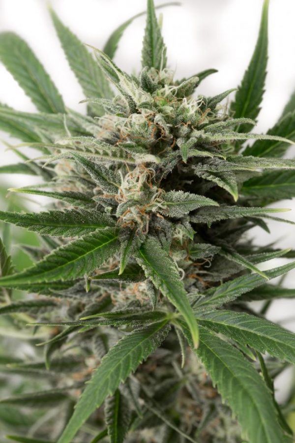 dinafem-blueamnesiaauto