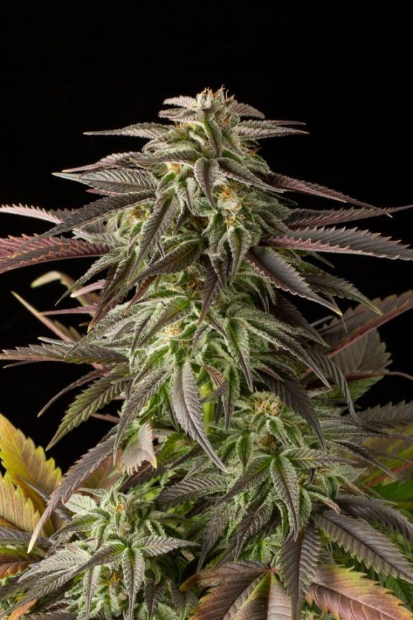 dinafem-bluecheese-6058_660x990