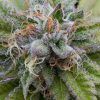 dinafem-bubbakush-9169-1_660x990