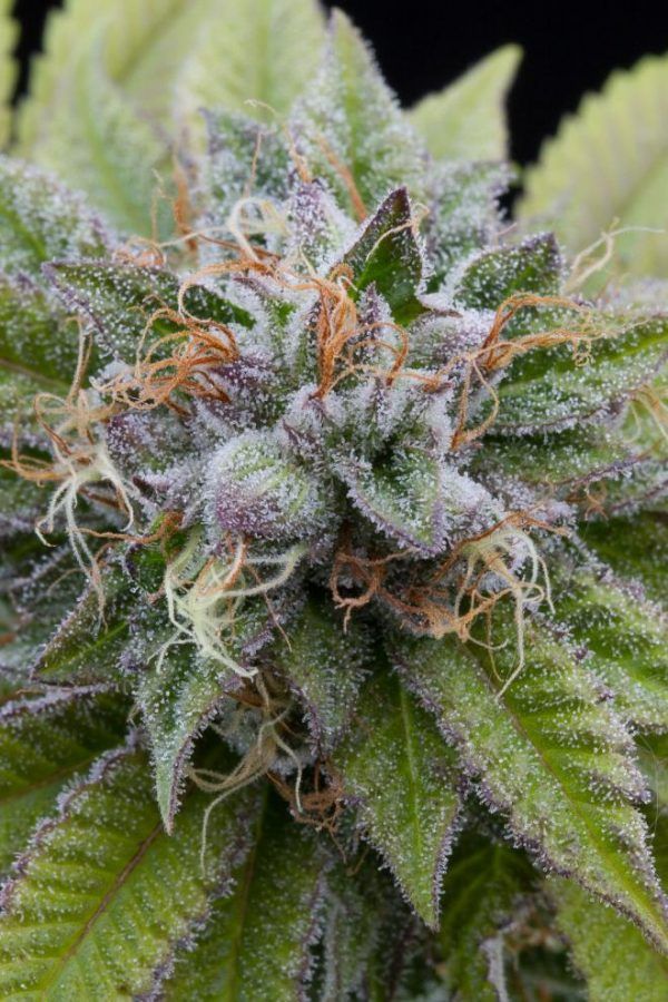 dinafem-bubbakush-9169-1_660x990