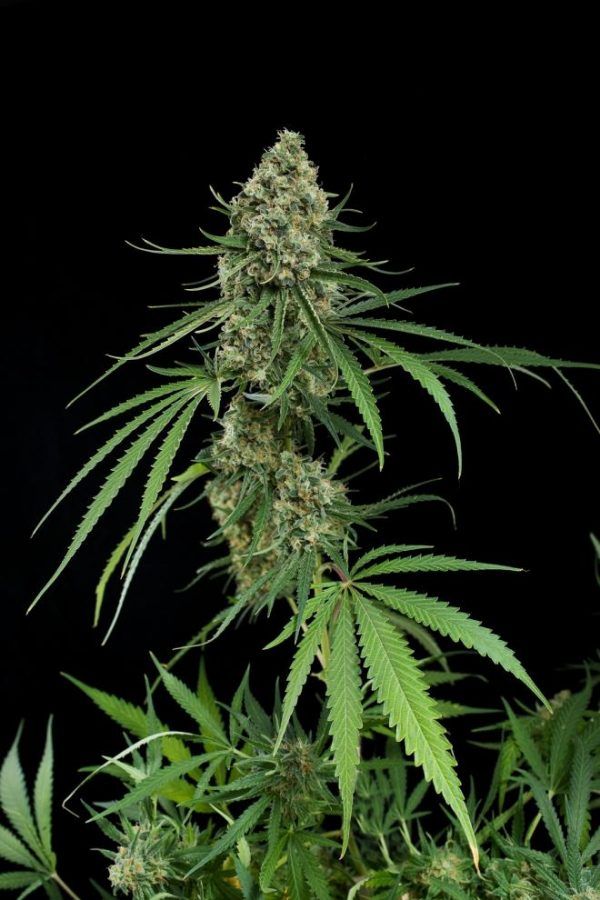 dinafem-critical_660x990