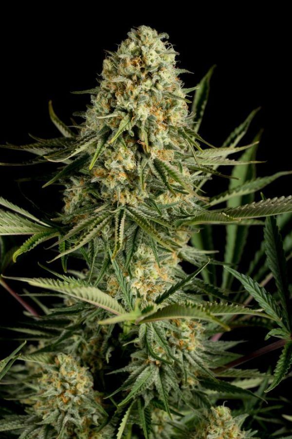 dinafem-criticalcheese-1251-1_660x990