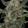 dinafem-hazeauto2