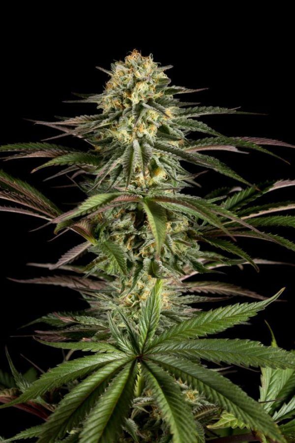dinafem-kushncheese