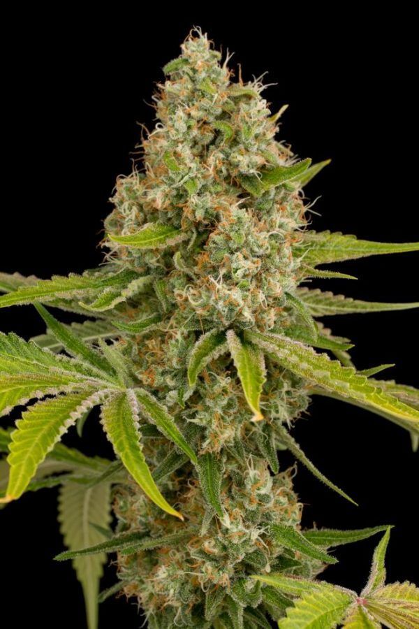 dinafem-ogkush-3732_660x990