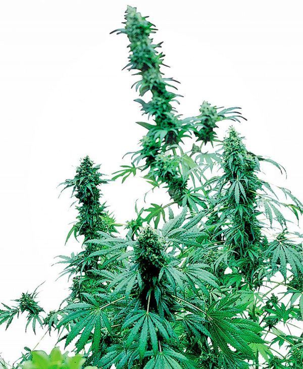 early-skunk-feminizada-xl