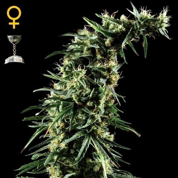 hawaiian-snow-feminizada