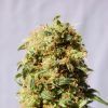 kaboom-product-image-101