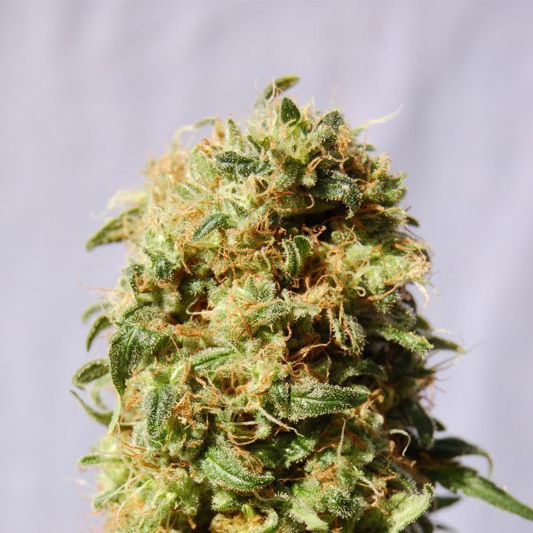 kaboom-product-image-101