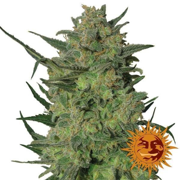 lsd-feminizada