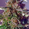 positronics-cbd-black-widow