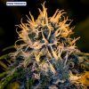 positronics-chizpa