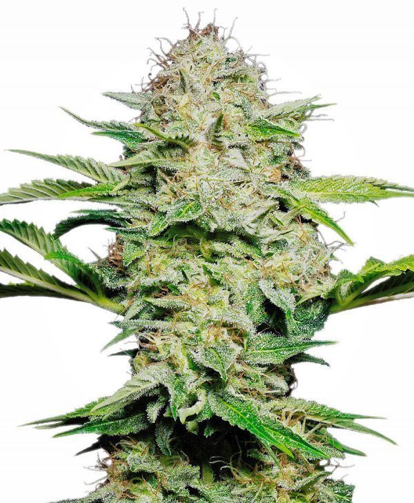 sensi-skunk-autofloreciente-xl