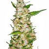 skunk-1-automatic-xl