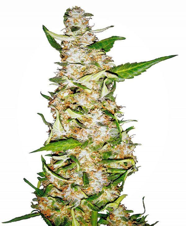 skunk-1-automatic-xl