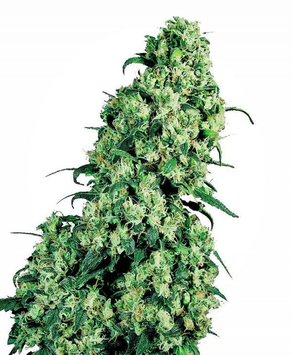 skunk-1-feminizada-xl