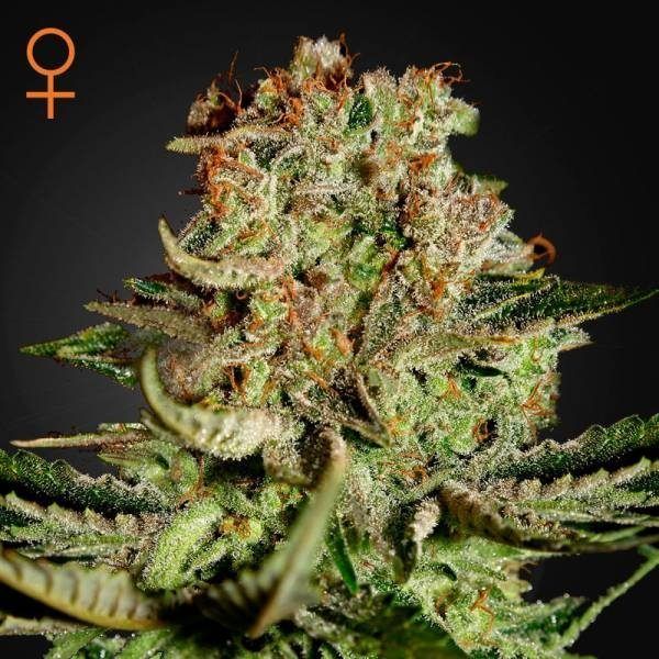 super-bud-feminizada