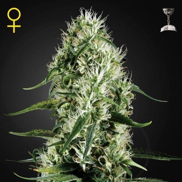 super-silver-haze-feminizada