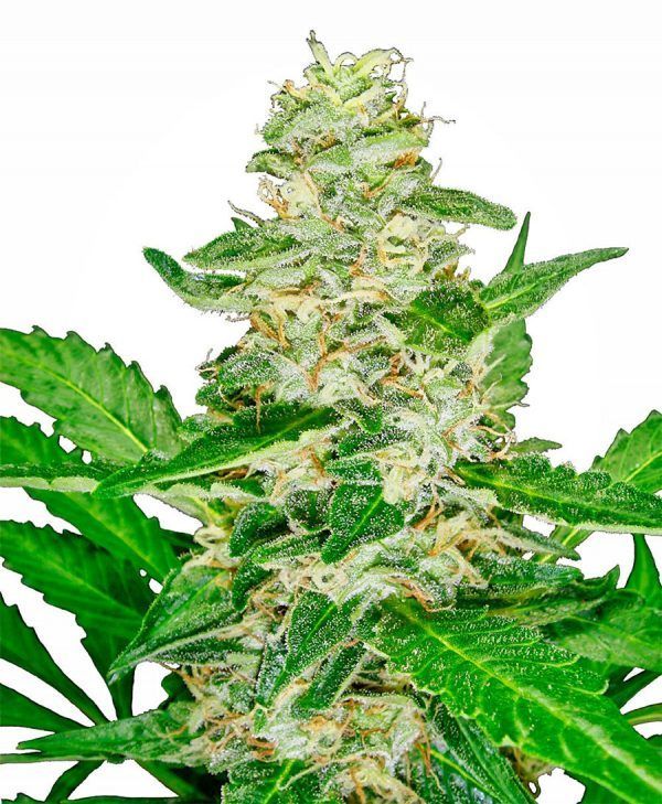 super-skunk-automatic-xl