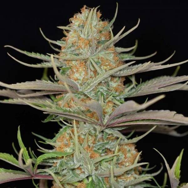 sweet-deep-grapefruit-feminizada