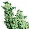 JACKHERER