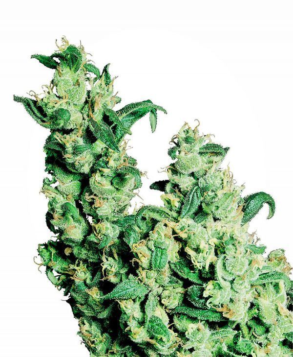 JACKHERER