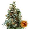 VANILLAKUSH