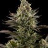 WHITEWIDOW
